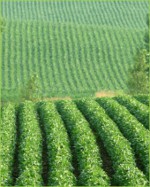 fields